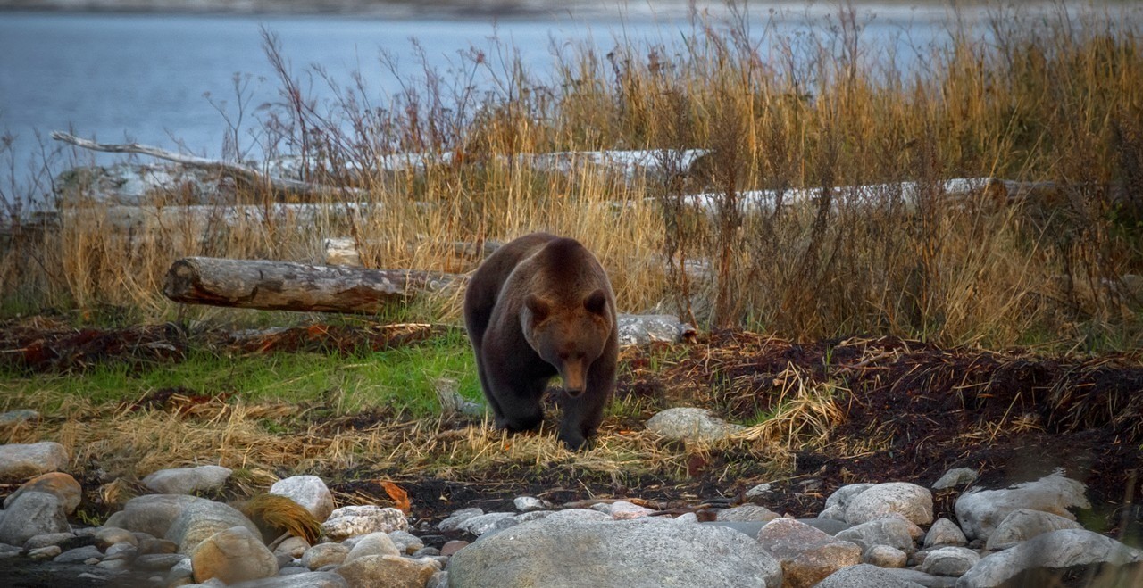 В «Онежском Поморье» за 239 км пути исследователи встретили 33 медведя